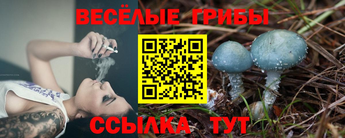 дарнет шоп  Псилоцибиновые грибы Psilocybe  Вход с VPN  Курган 